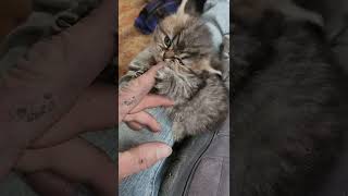 Persian Cats Videos