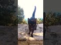 Meowing Cat Videos Stray Cat Club Catclub Meowing Meow Cat