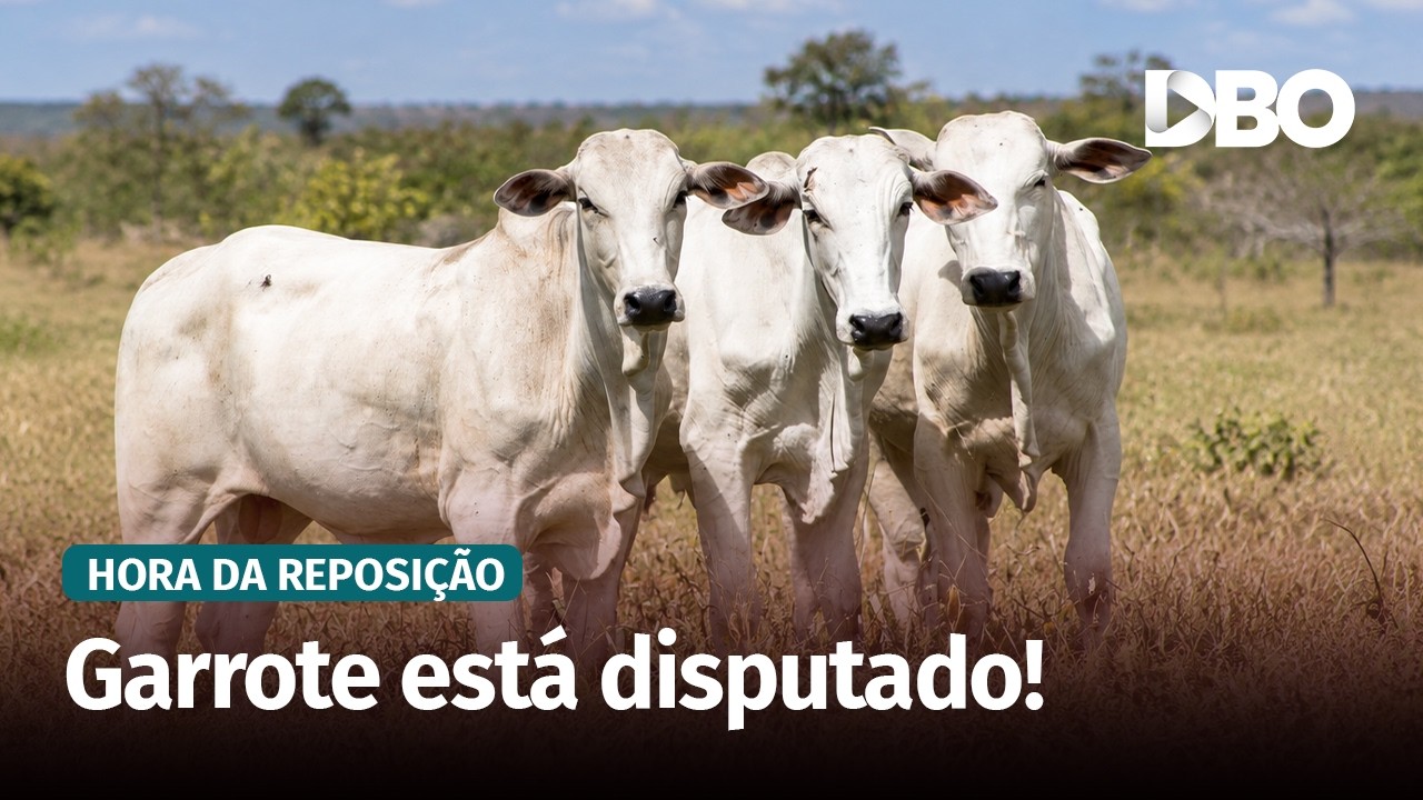 Escassez de bezerros e garrotes eleva preços da reposição na Bahia