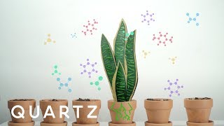 A NASA study explains how to purify air with house plants