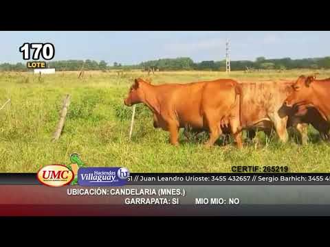 Lote 33 Vacas medio uso C/ gtia de preñez en Candelaria, Misiones