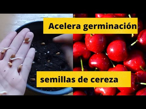 SUCCESSFULLY ACCELERATE* CHERRY SEED GERMINATION