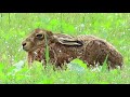First Rabbit Hunt Of 2021 With Semi Automatic Unit WARNING THIS IS A HUNTING VIDEO