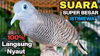 Download lagu Perkutut Lokal Gacor Suara Kung Besar Pancingan Burung Perkutut Agar Bunyi mp3