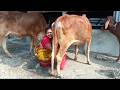 When Maloti Trying To Milking A Cow By Hand