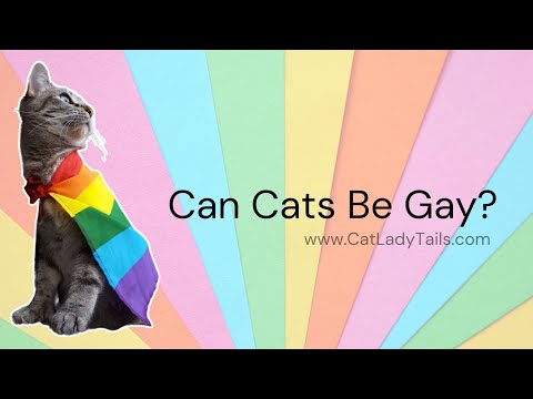 Can Cats Be Gay? Check out these #CatFacts! | @CatLadyTails