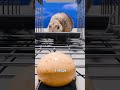 How A Squirrel Trap Works