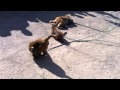 Jinan Zoo Safari