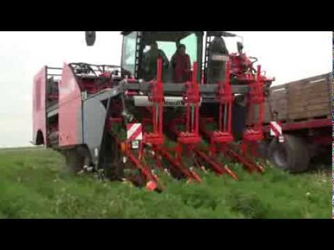 Dewulf ZKIV - 4-row self-propelled carrot harvester