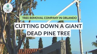 80 ft Dead Pine Tree Removal