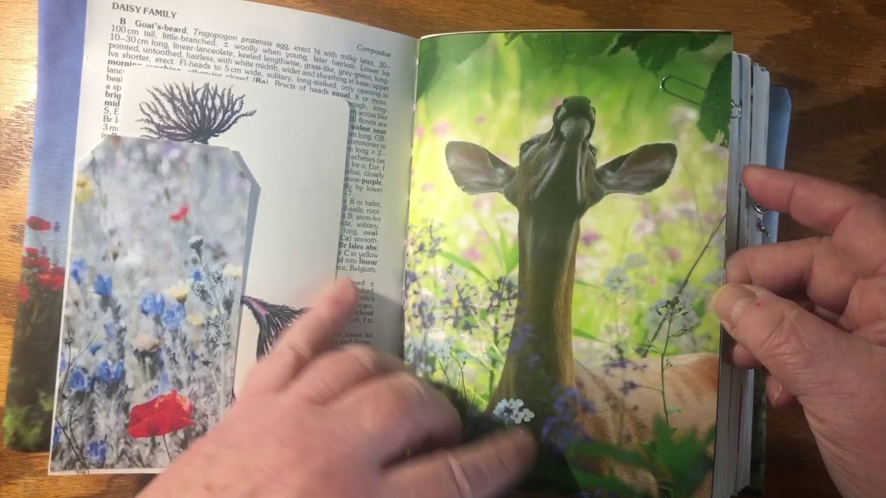 Wildflower Journal Walkthrough