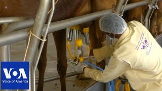 UAE company turns camel milk into baby formula