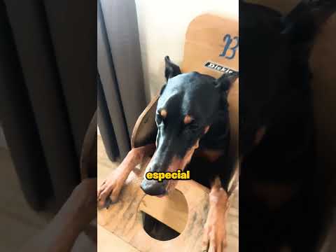 Este cão tem uma doença estomacal rara 🥺❤️ #shorts