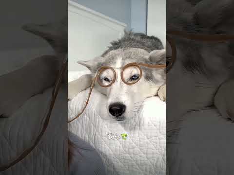 ハルトのジュースを飲んだ犯人は誰！？まさかのママだった！😂🐶