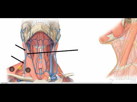 posterior triangle roof