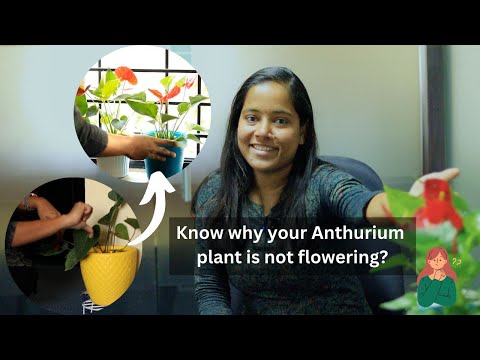 Anthurium Care Tips | Tips To Get More Blooms In Anthurium