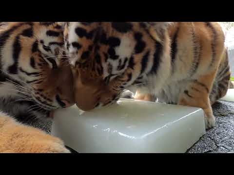 Amur Tiger Brothers Share Tasty Ice Treats