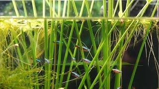 Aquarium Amazonien Watch HD Mp4 Videos Download Free