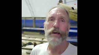 Smart Lamb Beats the Lunch Line-Up! #feedingsheep #cleverlamb