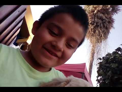 Gra bando  quon perros