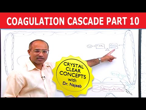 Coagulation Cascade | Part 10/12
