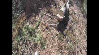 preview picture of video 'Pine Tree Removal (ADVANCED LANDSCAPING) Guilford,CT'