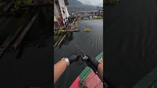 Download lagu MANCING IKAN TOMAN GALAK TAPI GA KENA 🗿 mp3 Download lagu MANCING IKAN TOMAN GALAK TAPI GA KENA 🗿 mp3