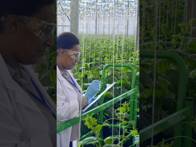 Vídeo relacionado con Sentir y dibujar las plantas: Sentir y diujar las plantas (Posibilidades de ser a través del arte)