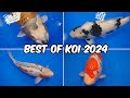 All Best in Variety Winners!! All Japan Koi Show 2024