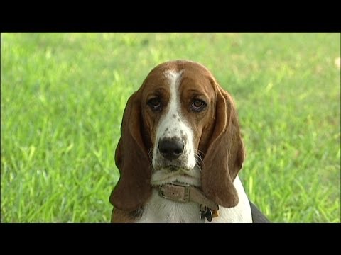 The Basset Hound
