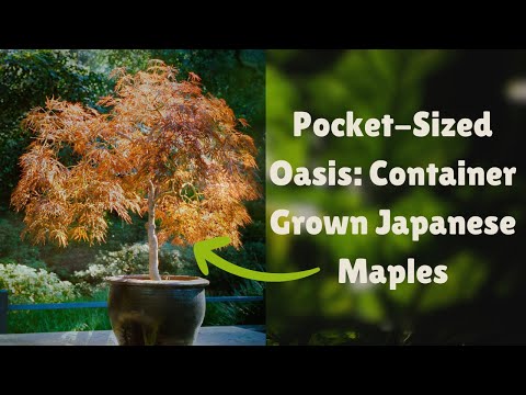 Tiny Trees, BIG Impact: How to Grow Stunning Japanese Maples in Pots