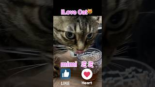 3匹いる中でミミだけが麦茶を飲みます。#ilovecat #麦茶を飲む猫 #元保護猫 #猫動画