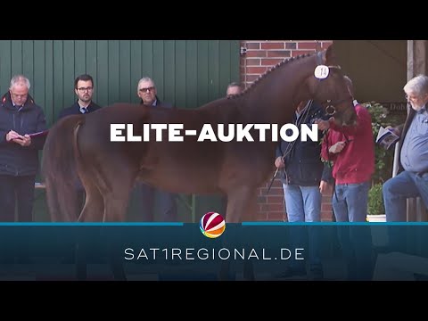 , title : 'Die besten Holsteiner Pferde werden bei Elite-Auktion in Elmshorn ausgezeichnet'