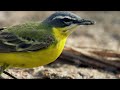 Swallows Searching For Water In The Deadly Sahara Desert Africa BBC Earth