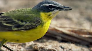 Swallows in Deadly Oasis In The Sahara Desert | Africa | BBC