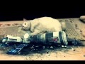 cat escaped a danger