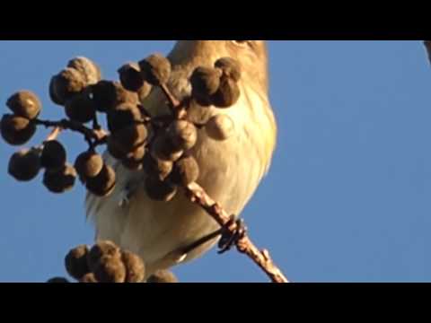 nature in my backyard episode 210 (HD)