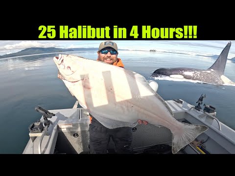 25 Halibut in 4 Hours! Halibut Stampede! Alaskan Halibut Fishing - Juneau, Alaska! MAY 2025
