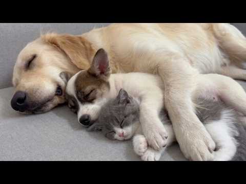 YouTube 썸네일