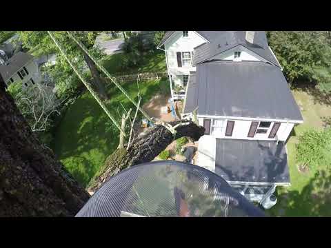 Contract Climber Butchered this tree video using an echo 355 Panther kit