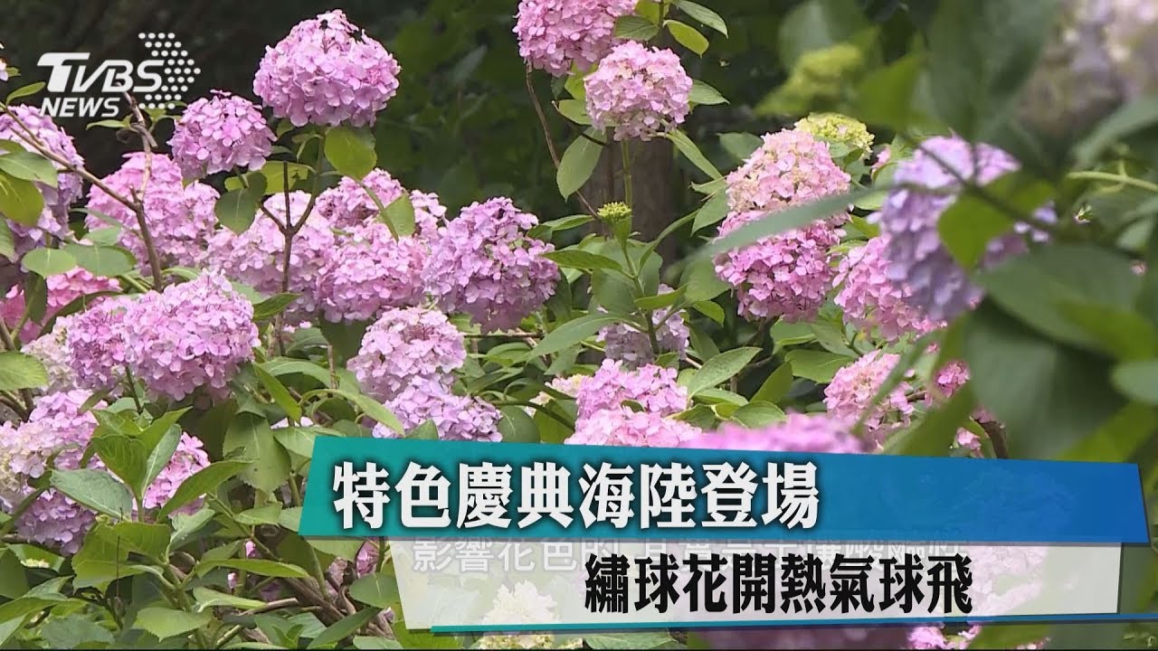 特色慶典海陸登場　繡球花開熱氣球飛