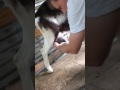 How To Milk A Goat