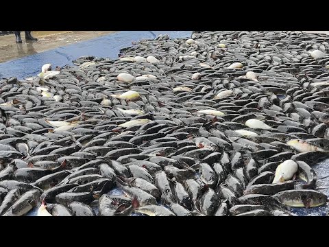 How to start a diligent day - Early Morning Fish Market in Korea