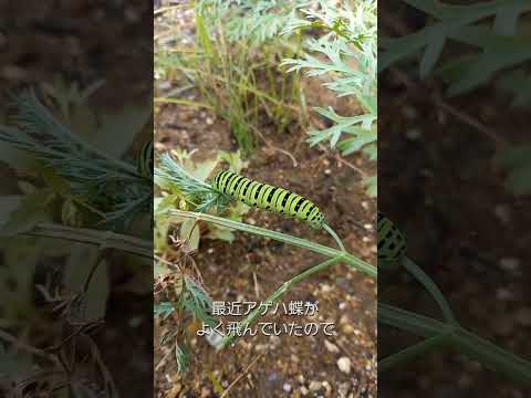 ニンジンをハエから守るにはどうすればいいですか？私たちのシンプルで自然なソリューション!  庭園