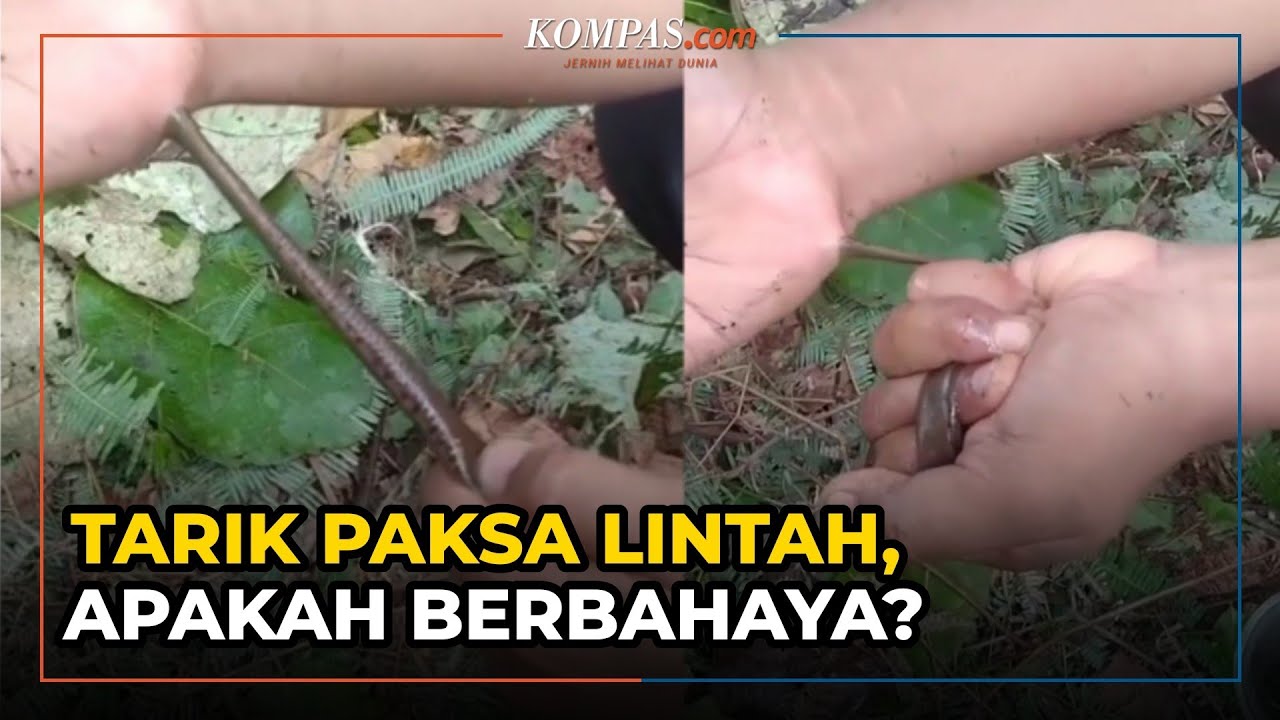Putar video Viral Video Tarik Paksa Lintah yang Tengah Mengisap Darah, Ini Kata Peneliti sekarang Viral Video Tarik Paksa Lintah yang Tengah Mengisap Darah, Ini Kata Peneliti