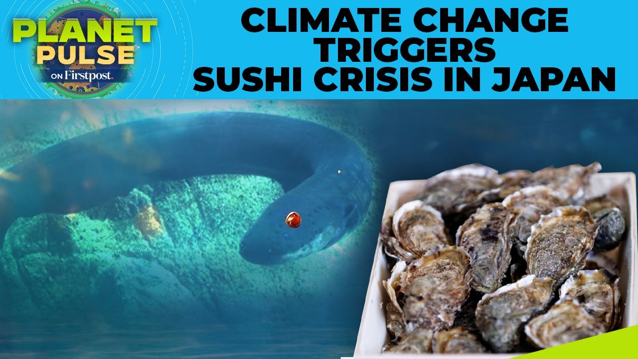 Oysters to Eels: Why Japan’s Seafood Staples Are Suddenly Declining | Planet Pulse