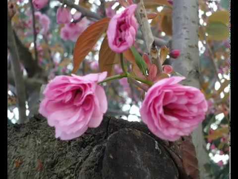 download lagu mp3 mp4 Demis Roussos Free, download mp3 Demis Roussos Free free downloadn, video klip Demis Roussos Free