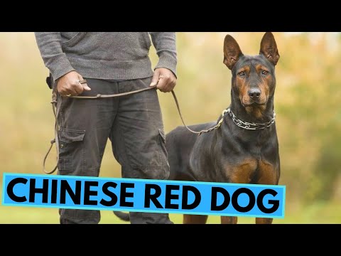 Chinese Red Dog - Laizhou Hong - TOP 10 Interesting Facts