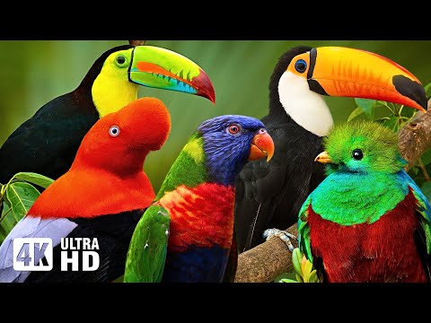 AMAZING RAINFOREST BIRDS  WITH NAMES | BEAUTIFUL TROPICAL BIRDS | STRESS RELIEF| BIRDS NAMES |JUNGLE