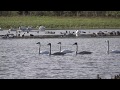 Swans Take Flight